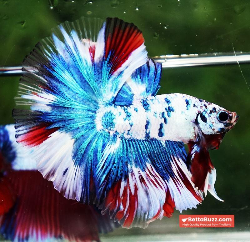 Betta fish OHM Dalmatain Captian America Hawk - Image 3
