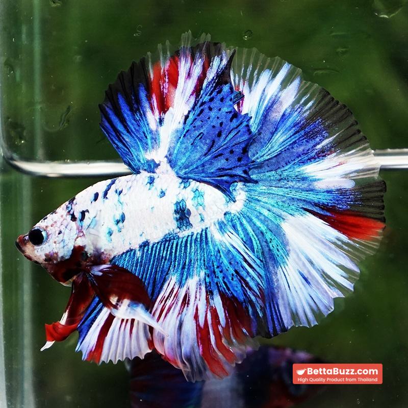 Betta fish OHM Dalmatain Captian America Hawk - Image 6