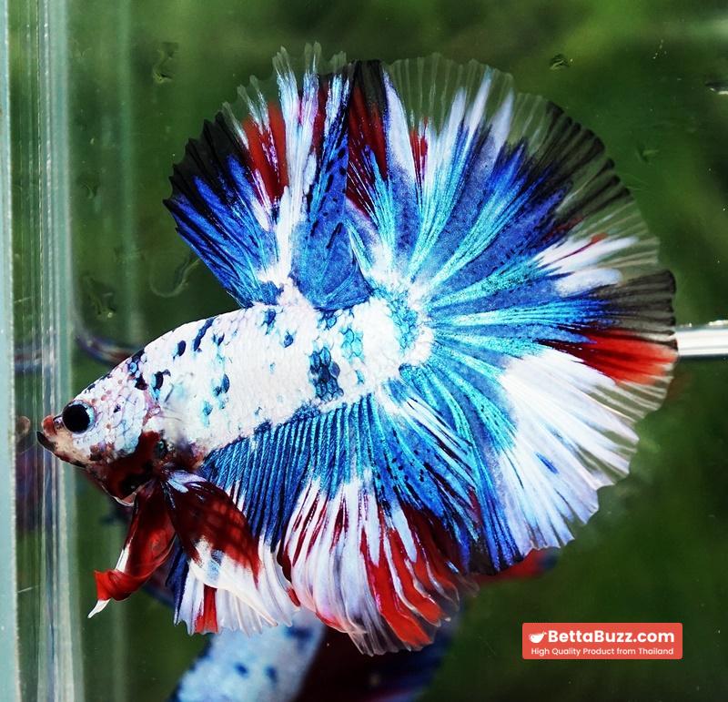 Betta fish OHM Dalmatain Captian America Hawk - Image 4