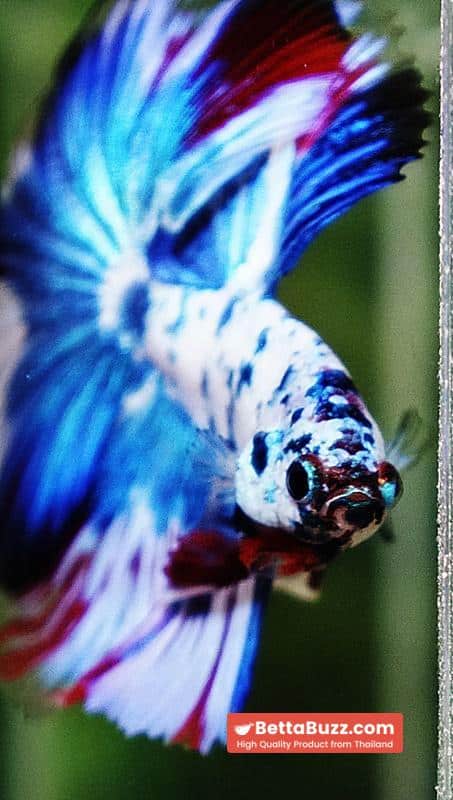 Betta fish OHM Dalmatain Captian America Hawk - Image 7