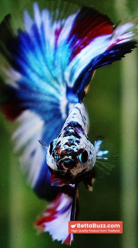 Betta fish OHM Dalmatain Captian America Hawk - Image 8