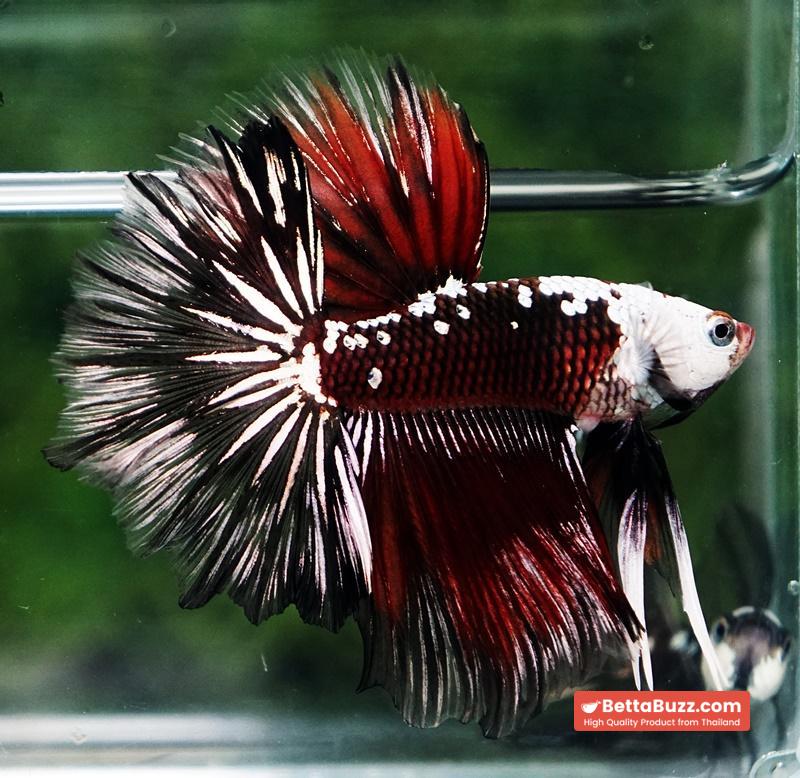 Betta fish Rare Vampire Shadow Black Samurai Helmet Rosetail OHM - Image 2