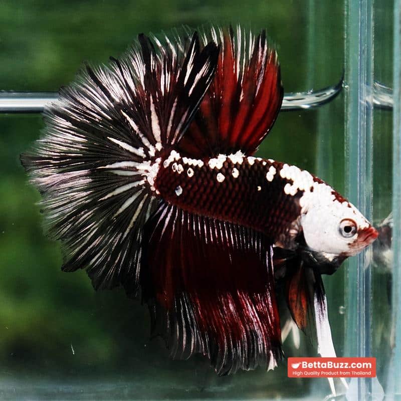 Betta fish Rare Vampire Shadow Black Samurai Helmet Rosetail OHM - Image 6