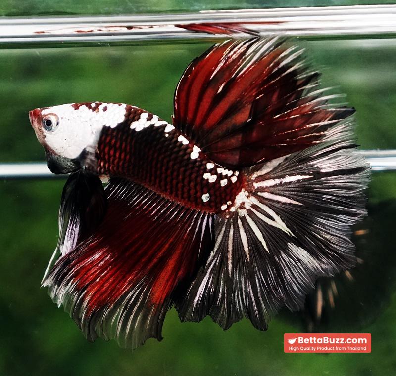 Betta fish Rare Vampire Shadow Black Samurai Helmet Rosetail OHM - Image 5
