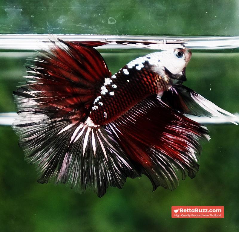 Betta fish Rare Vampire Shadow Black Samurai Helmet Rosetail OHM - Image 8
