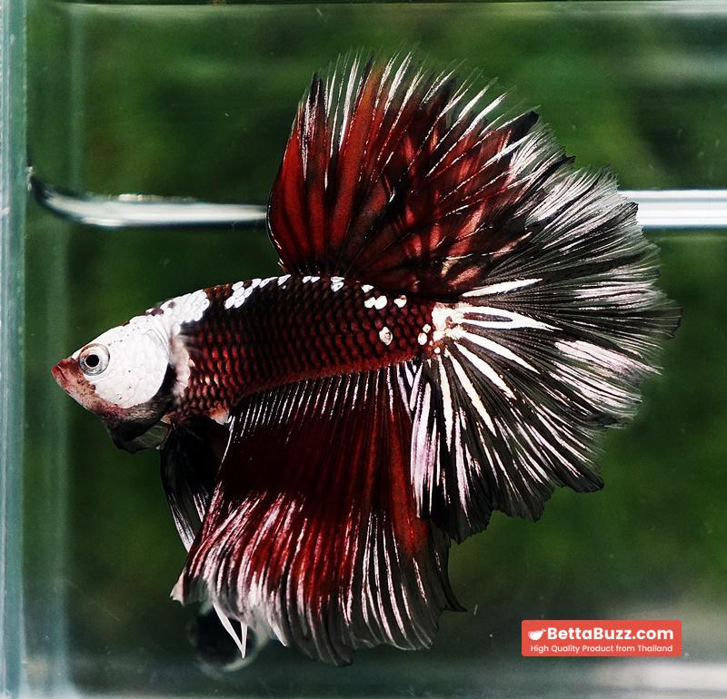 Betta fish Rare Vampire Shadow Black Samurai Helmet Rosetail OHM - Image 3