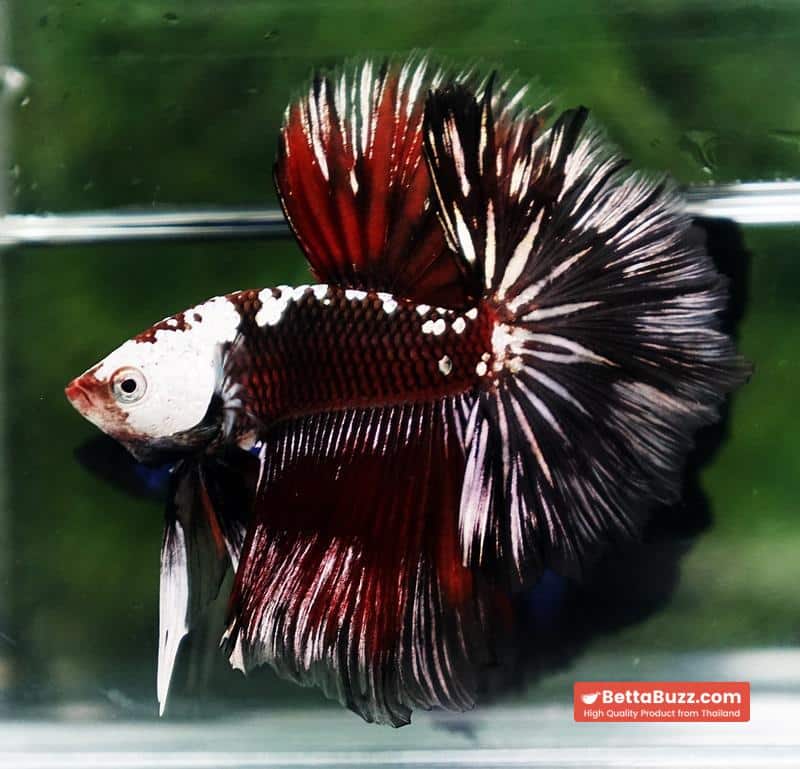 Betta fish Rare Vampire Shadow Black Samurai Helmet Rosetail OHM - Image 7