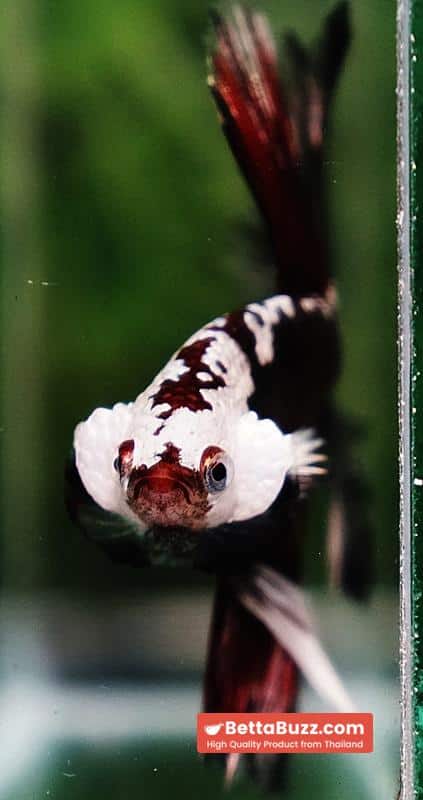 Betta fish Rare Vampire Shadow Black Samurai Helmet Rosetail OHM - Image 9