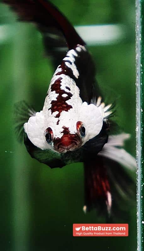 Betta fish Rare Vampire Shadow Black Samurai Helmet Rosetail OHM - Image 10