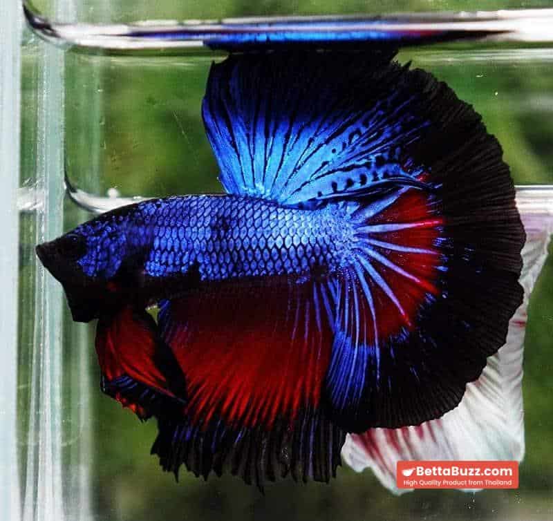 Betta fish Blue Dragon Black Ring HM - Image 4