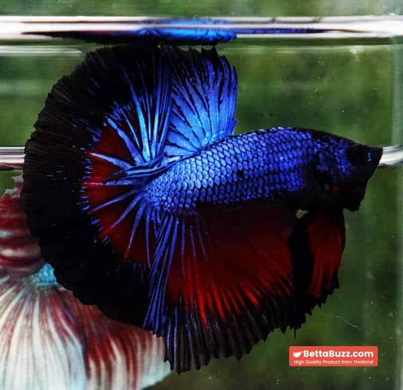 Betta fish Blue Dragon Black Ring HM - Image 5