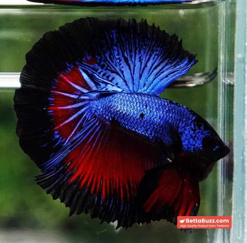 Betta fish Blue Dragon Black Ring HM - Image 3