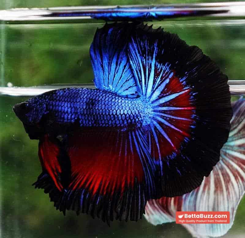 Betta fish Blue Dragon Black Ring HM - Image 2