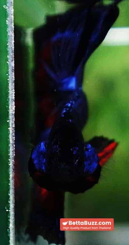 Betta fish Blue Dragon Black Ring HM - Image 7