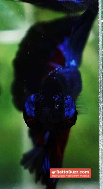 Betta fish Blue Dragon Black Ring HM - Image 8