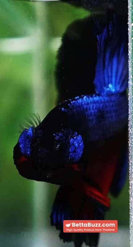 Betta fish Blue Dragon Black Ring HM - Image 9