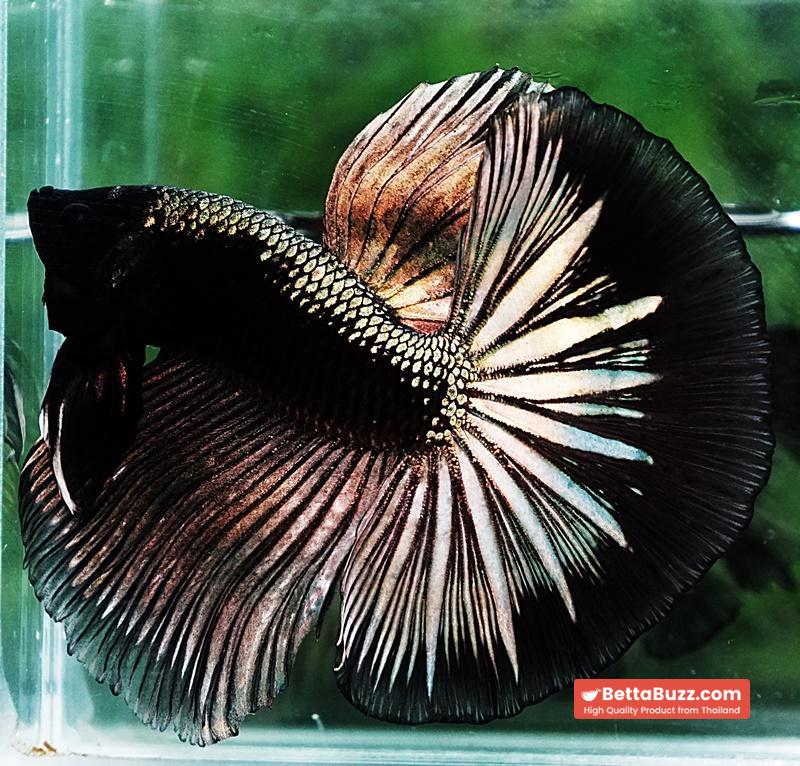 Betta fish OHM King Shadow Black Gold Armor Series (Rare) - Image 6