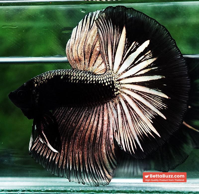 Betta fish OHM King Shadow Black Gold Armor Series (Rare) - Image 4