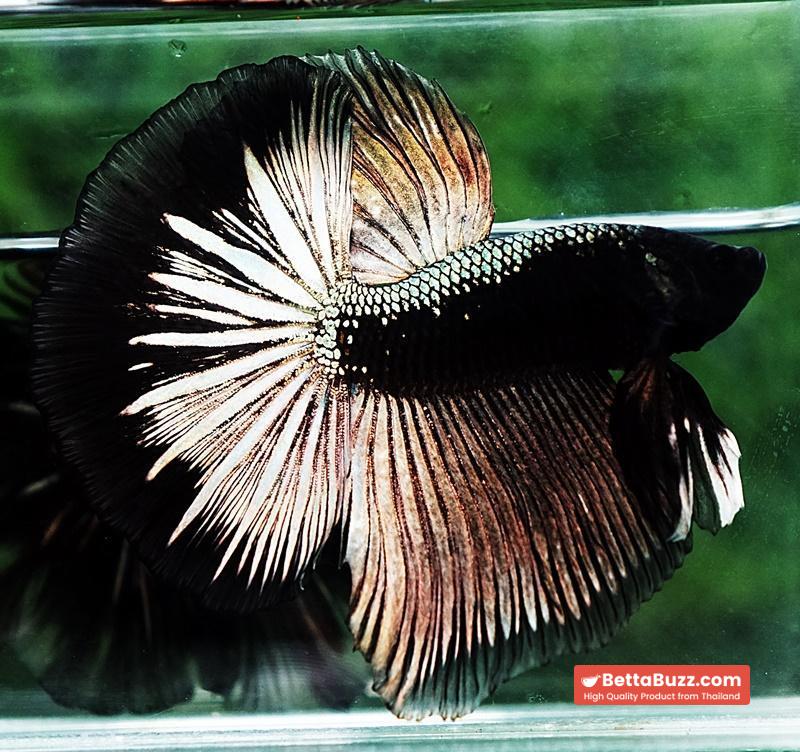 Betta fish OHM King Shadow Black Gold Armor Series (Rare) - Image 3