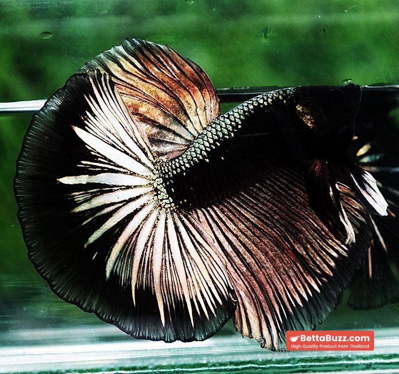 Betta fish OHM King Shadow Black Gold Armor Series (Rare) - Image 5