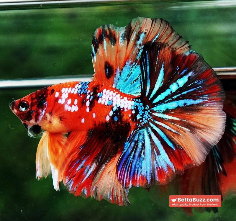 Betta fish OHM Multicolor Tiger Galaxy - Image 3
