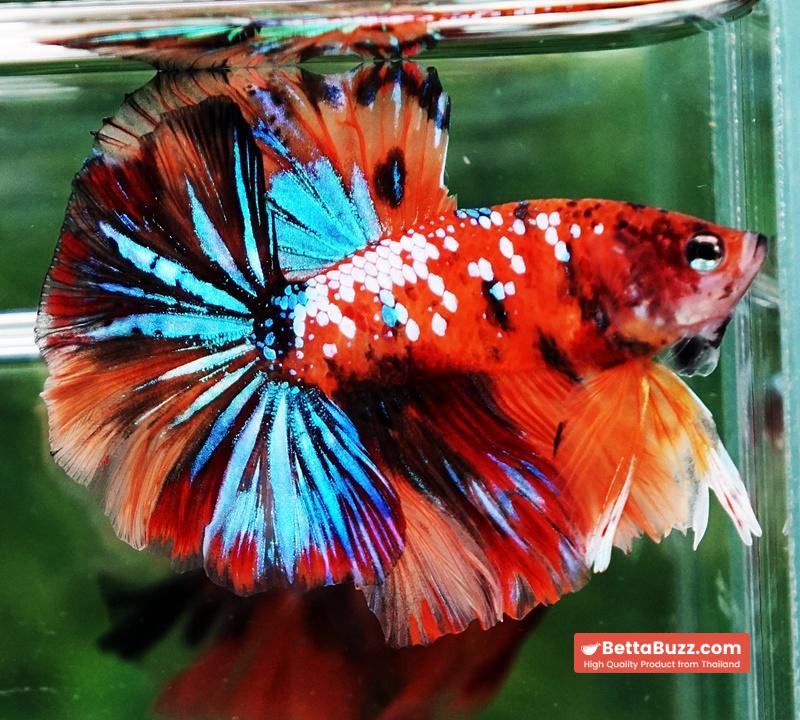 Betta fish OHM Multicolor Tiger Galaxy - Image 2