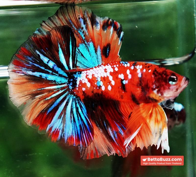 Betta fish OHM Multicolor Tiger Galaxy - Image 4
