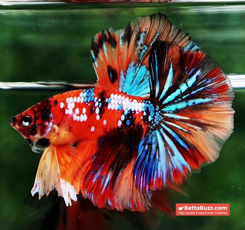 Betta fish OHM Multicolor Tiger Galaxy - Image 6