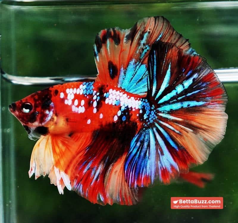 Betta fish OHM Multicolor Tiger Galaxy - Image 5