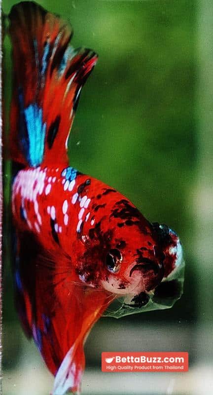 Betta fish OHM Multicolor Tiger Galaxy - Image 7