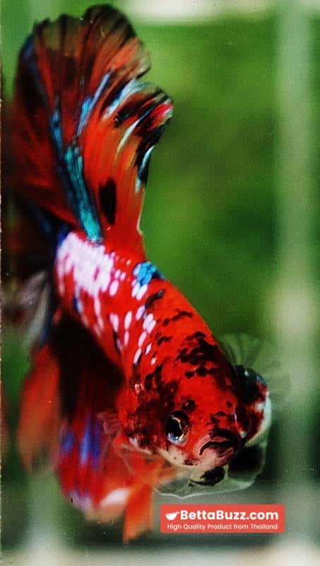 Betta fish OHM Multicolor Tiger Galaxy - Image 8