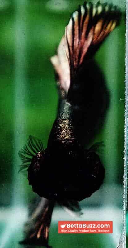 Betta fish OHM King Shadow Black Gold Armor Series (Rare) - Image 8