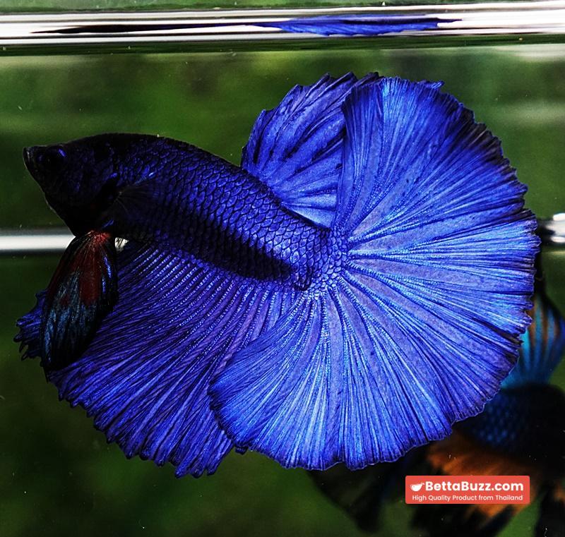 Betta fish OHM Super Steel Blue - Image 2
