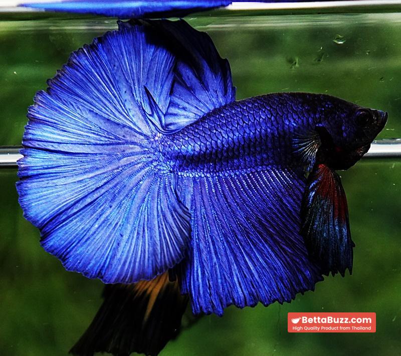 Betta fish OHM Super Steel Blue - Image 3