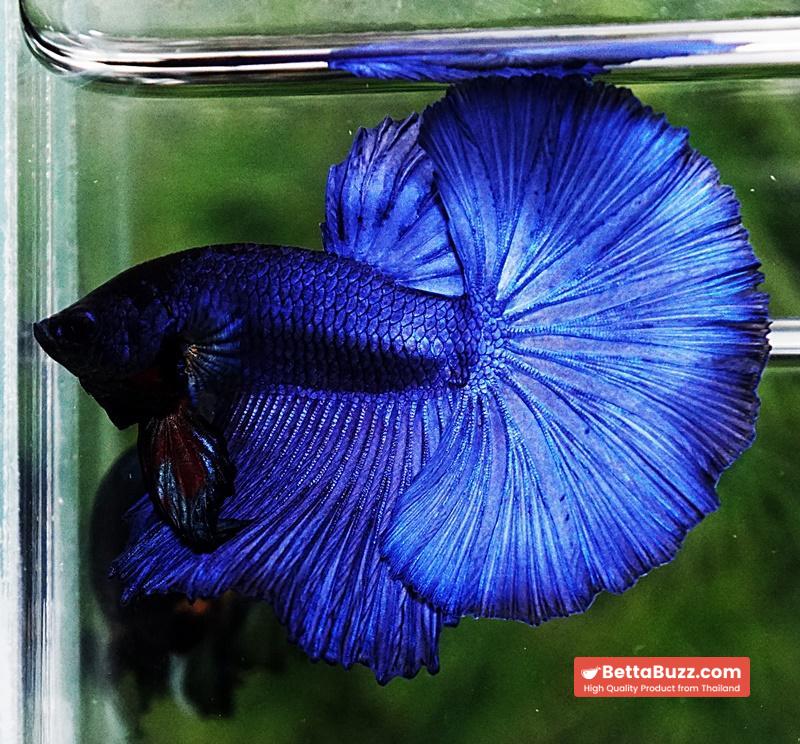 Betta fish OHM Super Steel Blue - Image 6