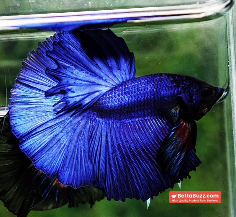 Betta fish OHM Super Steel Blue - Image 5