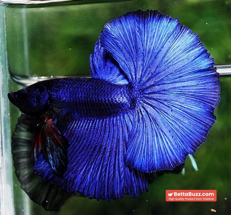 Betta fish OHM Super Steel Blue - Image 4