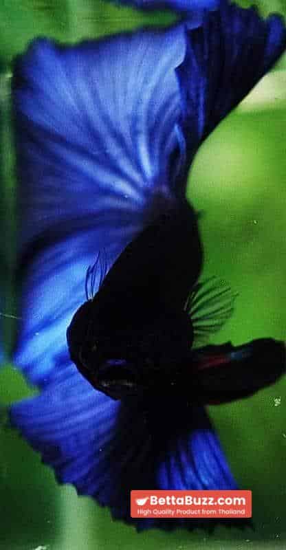 Betta fish OHM Super Steel Blue - Image 7