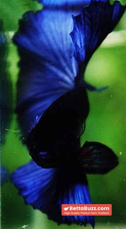 Betta fish OHM Super Steel Blue - Image 8
