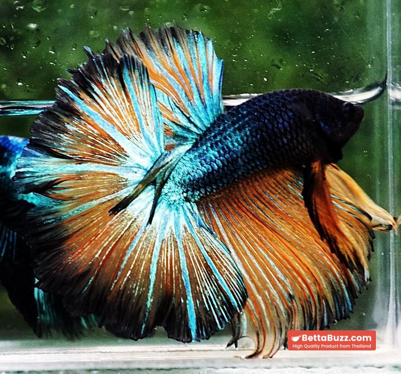 Betta fish OHM Emerald Mustard Gas Sky Hawk - Image 5