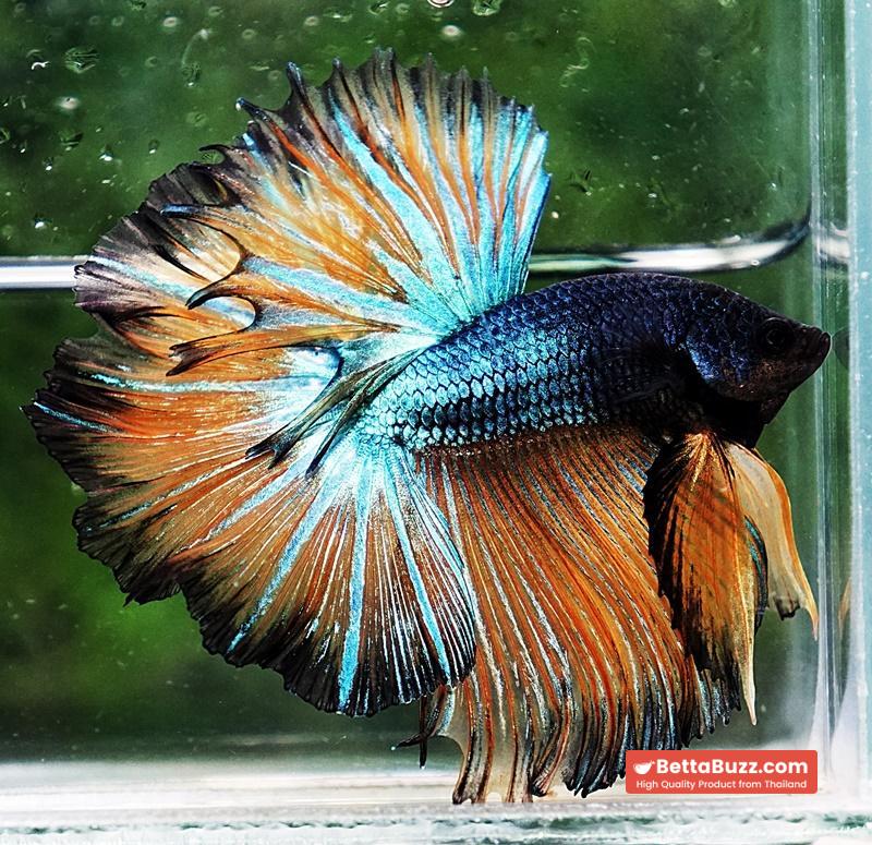 Betta fish OHM Emerald Mustard Gas Sky Hawk - Image 3