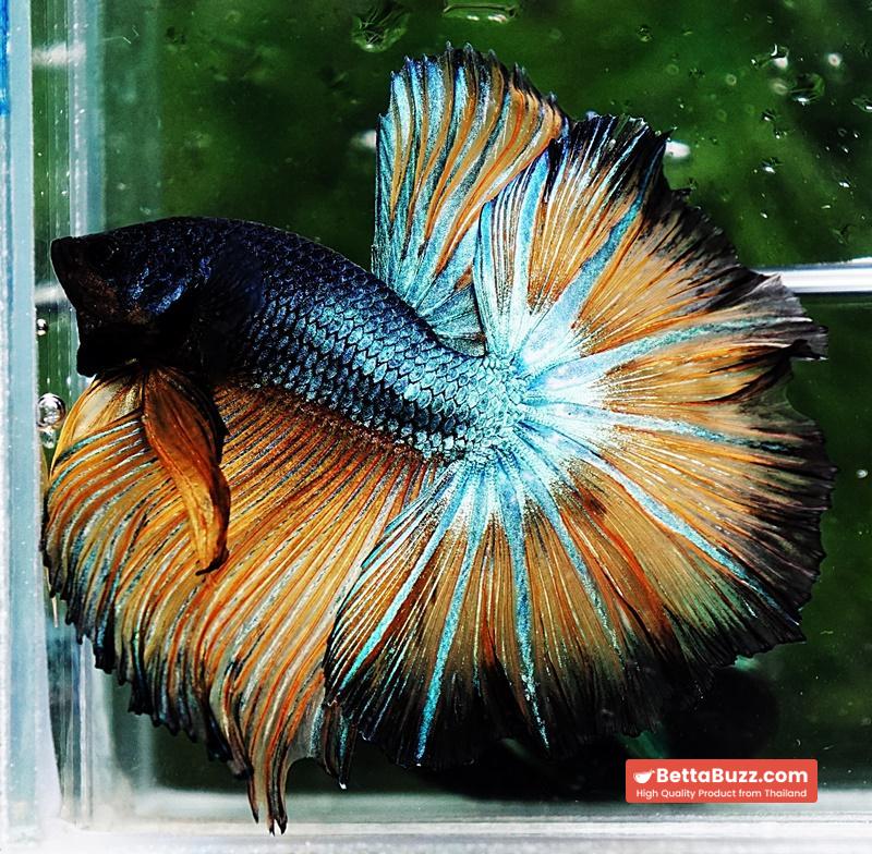 Betta fish OHM Emerald Mustard Gas Sky Hawk - Image 2