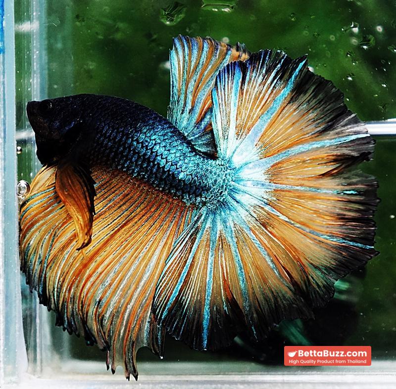 Betta fish OHM Emerald Mustard Gas Sky Hawk - Image 4