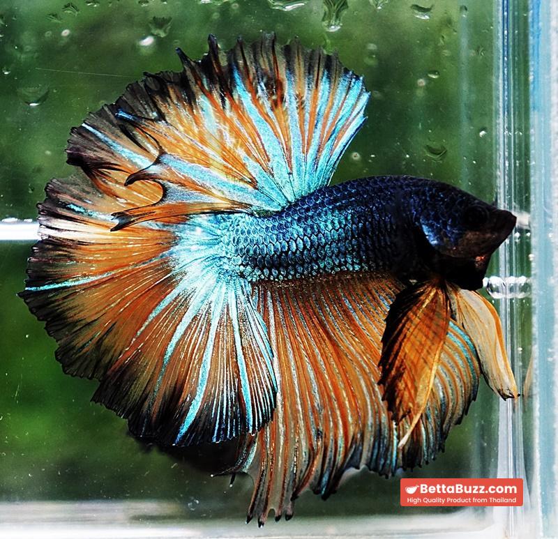 Betta fish OHM Emerald Mustard Gas Sky Hawk - Image 6
