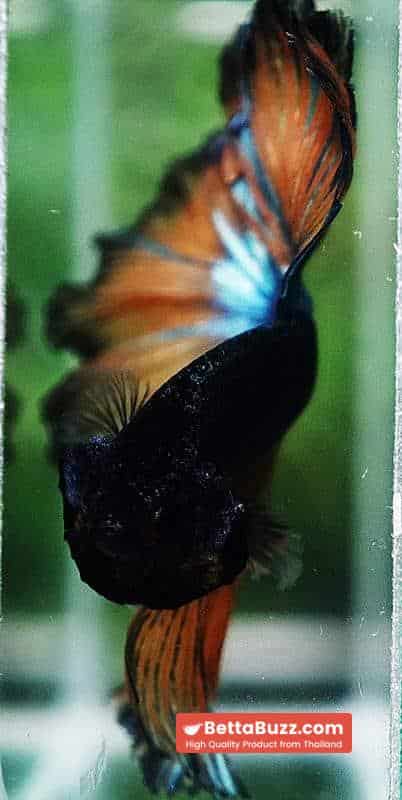 Betta fish OHM Emerald Mustard Gas Sky Hawk - Image 7