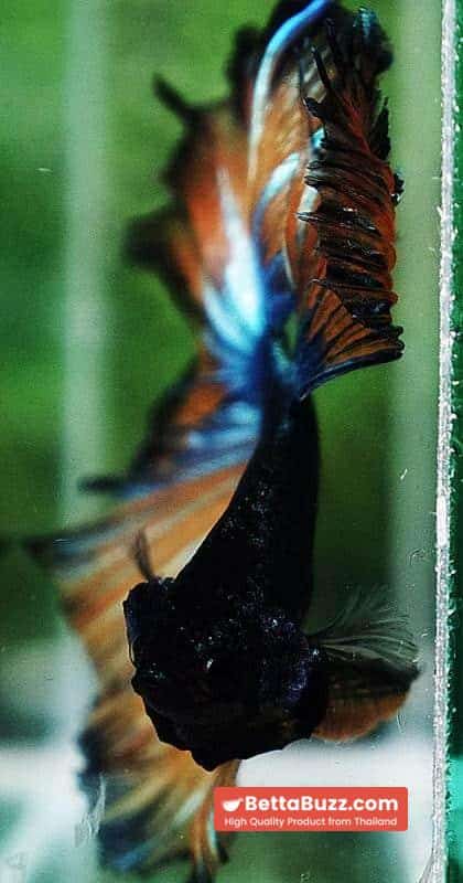 Betta fish OHM Emerald Mustard Gas Sky Hawk - Image 8