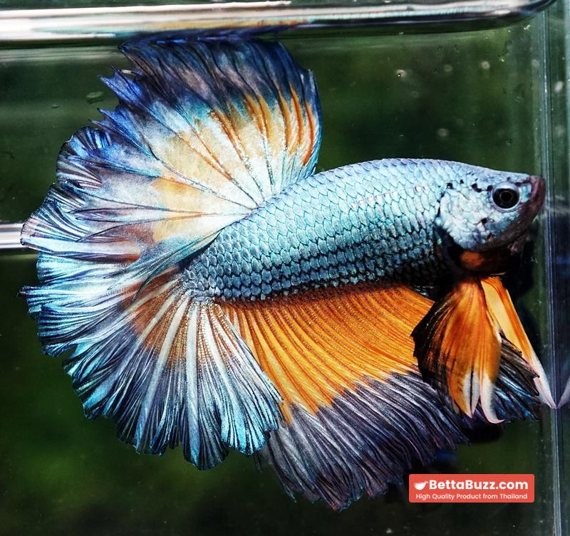 Betta fish OHM Sky Mustard Gas Butterfly Rose tail - Image 3