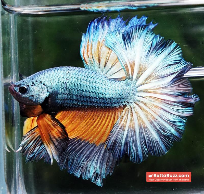 Betta fish OHM Sky Mustard Gas Butterfly Rose tail - Image 2