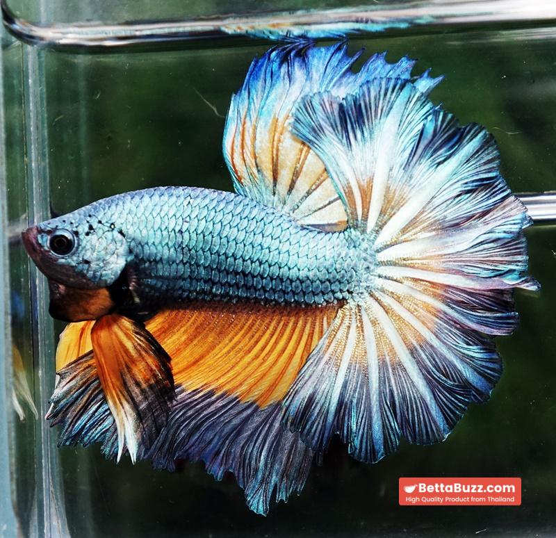 Betta fish OHM Sky Mustard Gas Butterfly Rose tail - Image 6