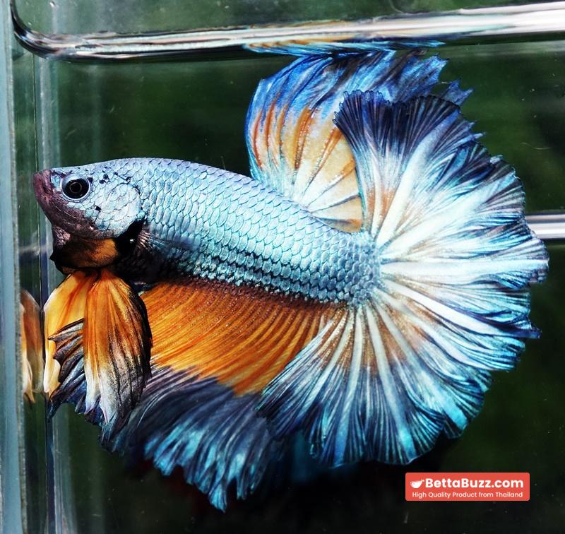 Betta fish OHM Sky Mustard Gas Butterfly Rose tail - Image 4